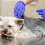 veszettség elleni oltás