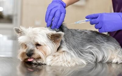 veszettség elleni oltás